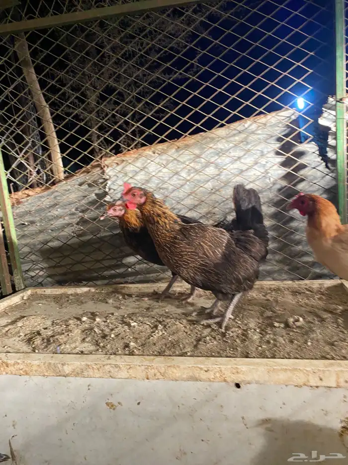 دجاج بلدي 1