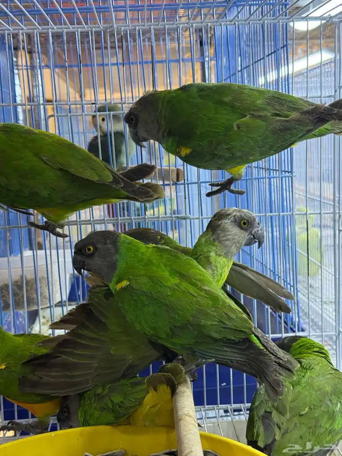 سنقالي - يويو 0