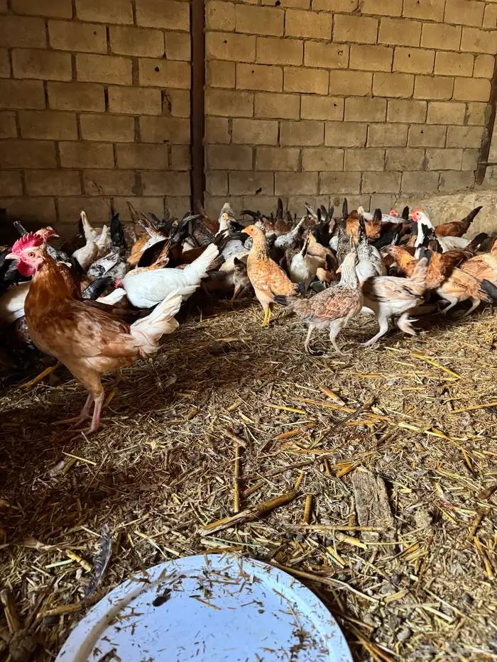 60 ديك بلدي وفيومي وفرنسي تزيد تنقص 1