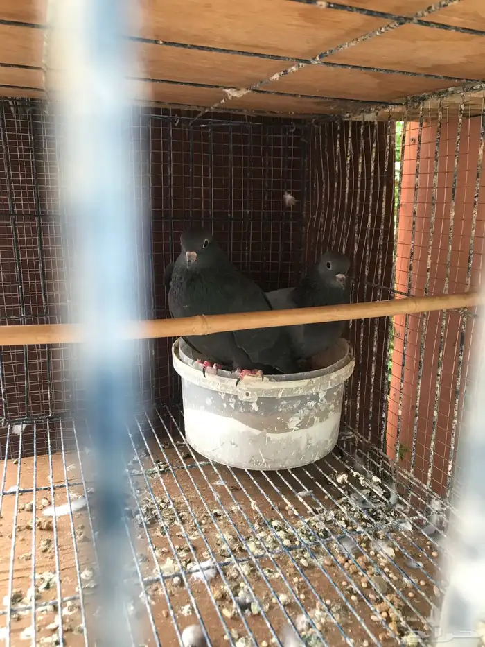 صنعاني اصيل شيبه صوت ناعم وحجم صغير 13