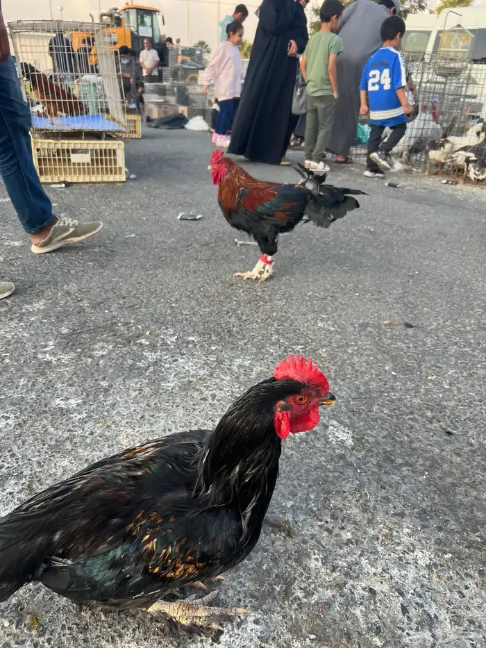 ديك   ديكه مهجن باكستاني للبيع 6