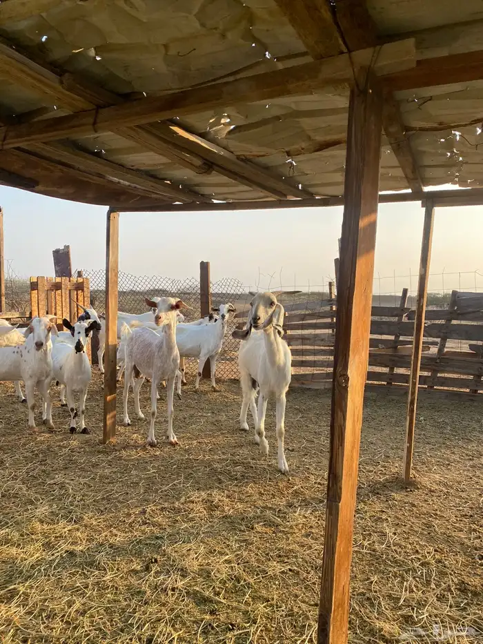 للبيع معزا بيشيات بالفحل دفيع ومضاريع 13