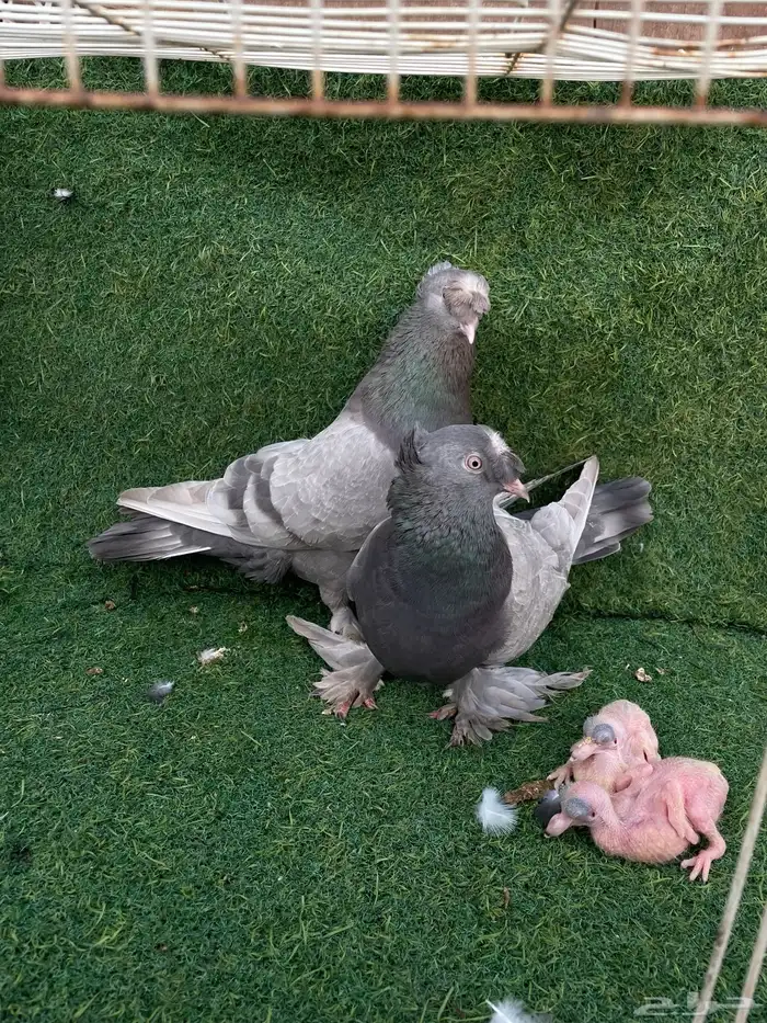 جوز تركي تب التب 0