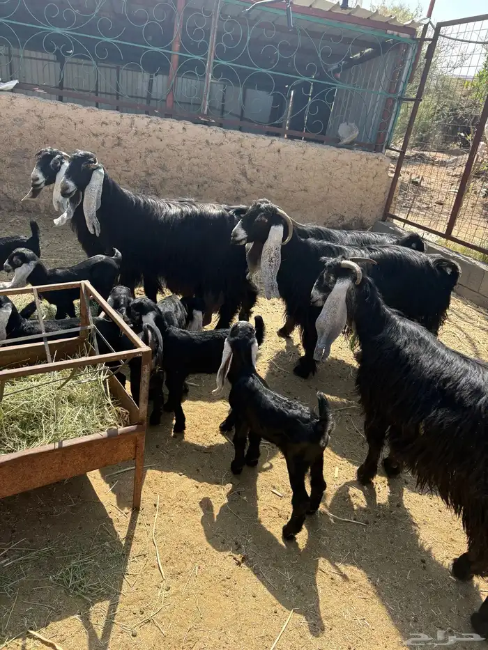 معزا عوارض صنف متاويم 6