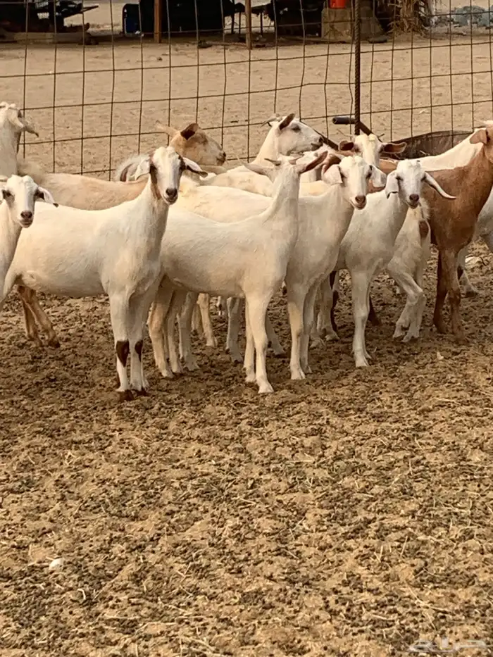 للبيع معزا جفار بيشيات برص ومعزا دهم 17