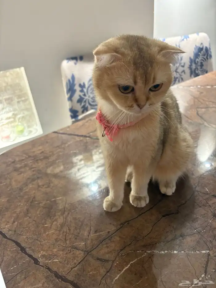 قطه سكوتش فولد 2