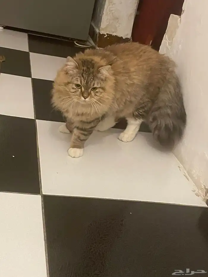 قطه عمر 6 اشهر ونصف نوعها مين كون النادر 0