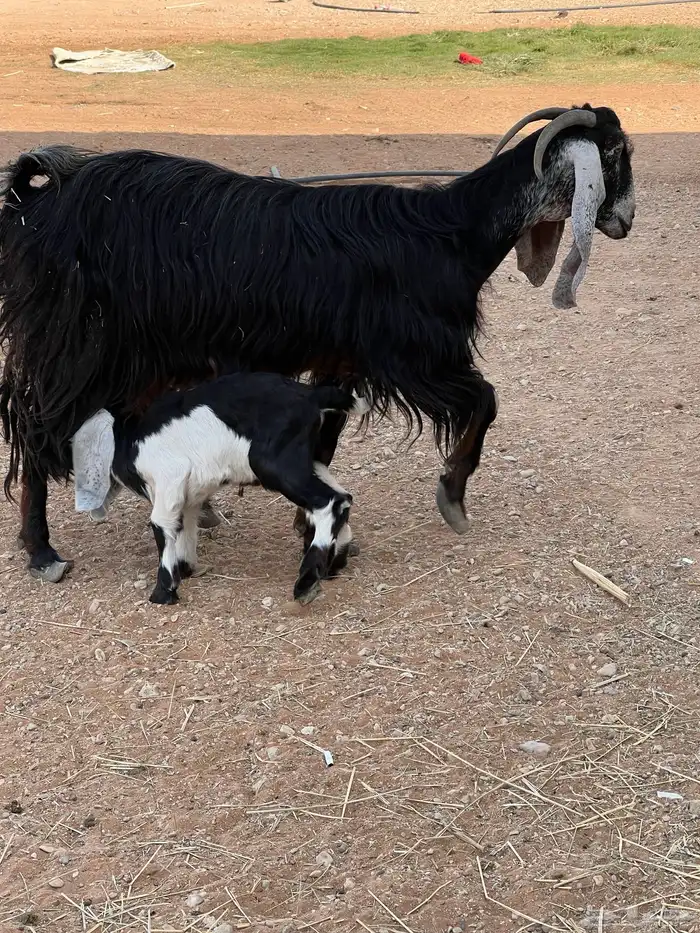 عنز متبع معها 2 جفره وتيس توها تامه. شبب 5