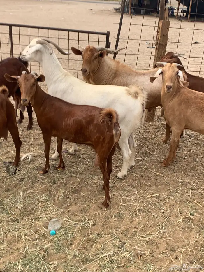 للبيع معزا جفار بيشيات برص ومعزا دهم 5