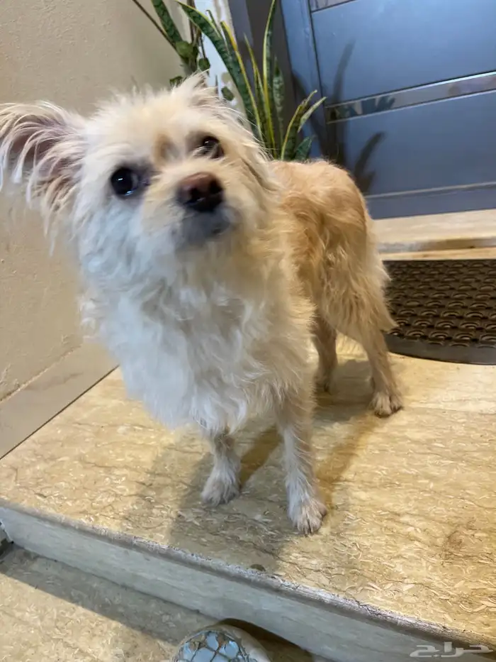 نواع الكلب ماتيبو 1