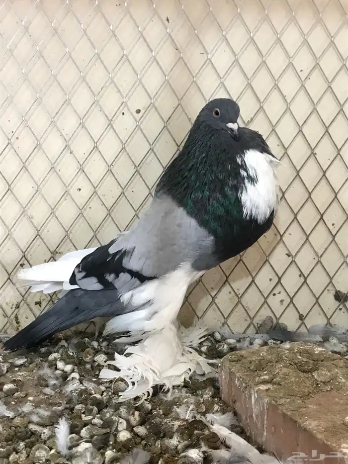 للبيع فحل ابو مريان هلال 7