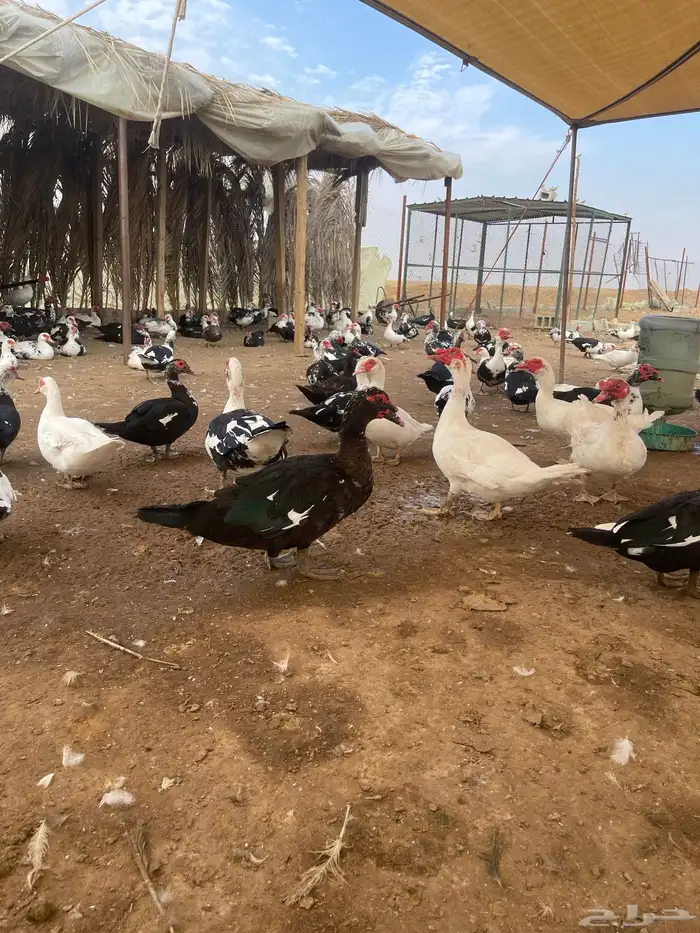 بط بح مكسوفي 6