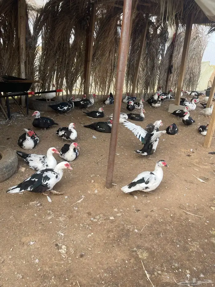 بط بح مكسوفي 3