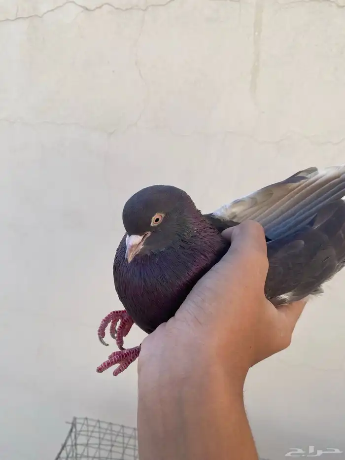 حمام قلابي طبه 2