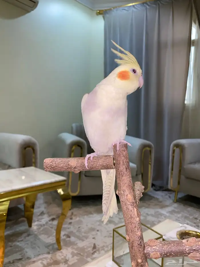 كروان اليف 6