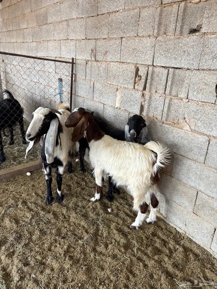 معزا مضاريع 4