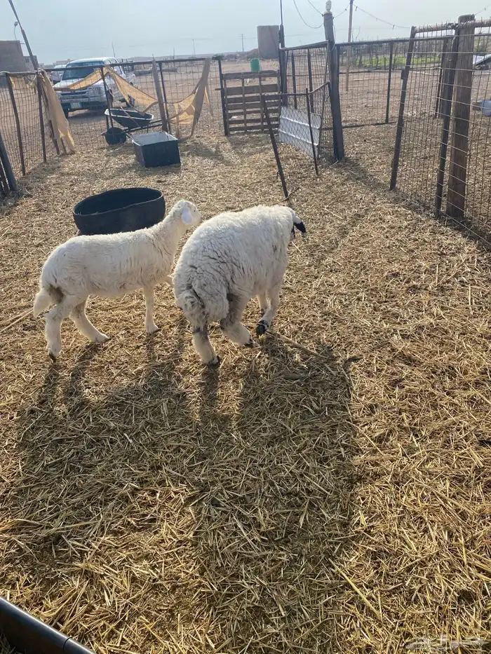 ثلاث خرفان ورخل 4