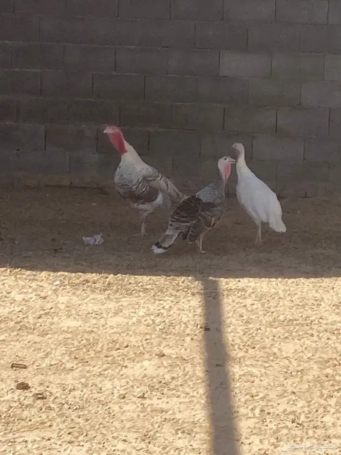 دجاج رومي. 1