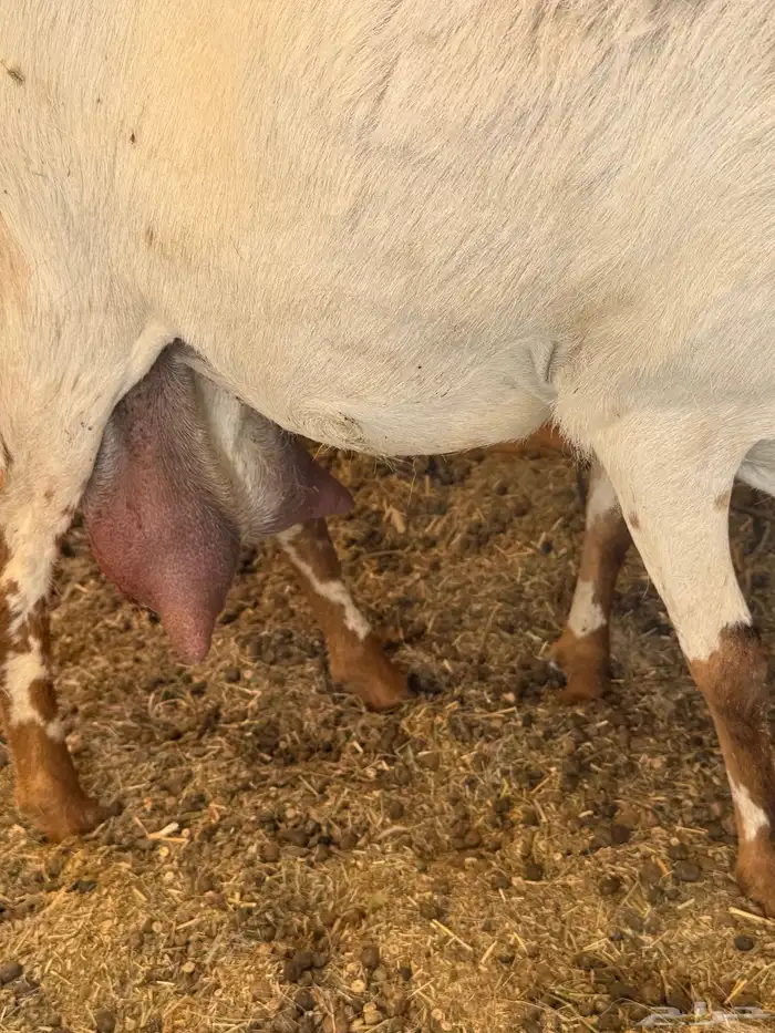 للبيع اسن ثنايا العدد 2 حليب 0