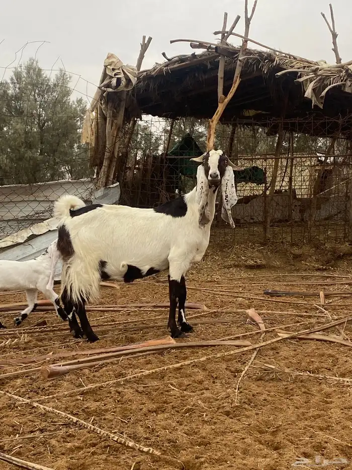 للبيع عنز معها تيسين 2