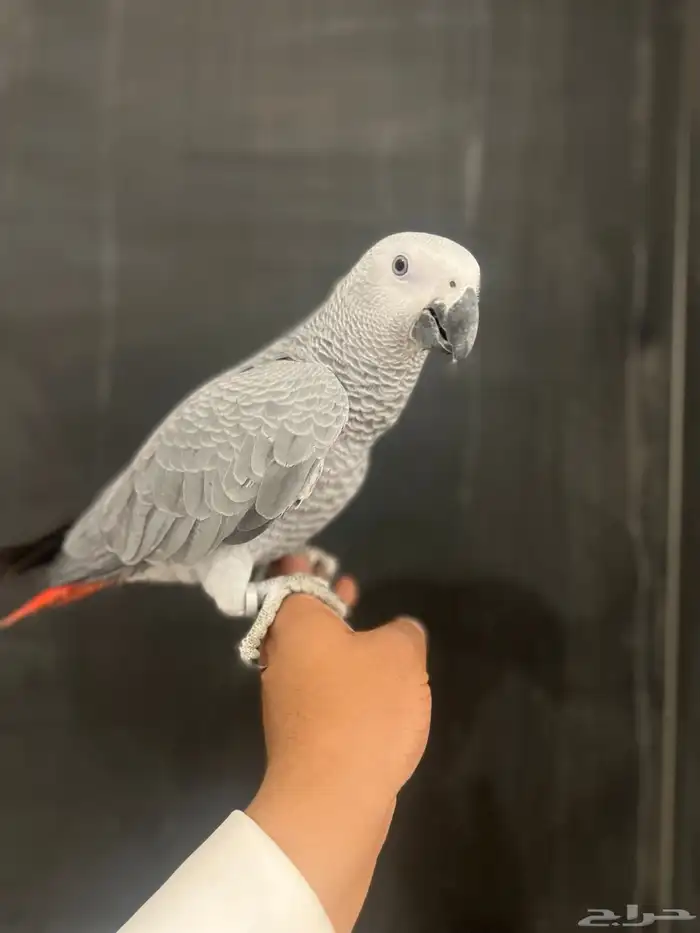 فرخ كاسكو حمامه وثلجي 8