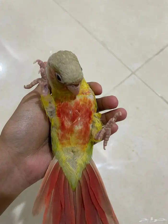 فرخ كنيور اناناس (تم البيع). 1