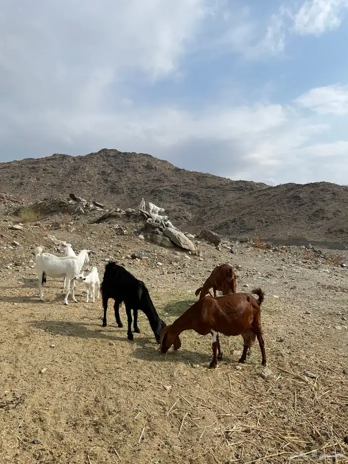 معزا خلفات للبيع 2