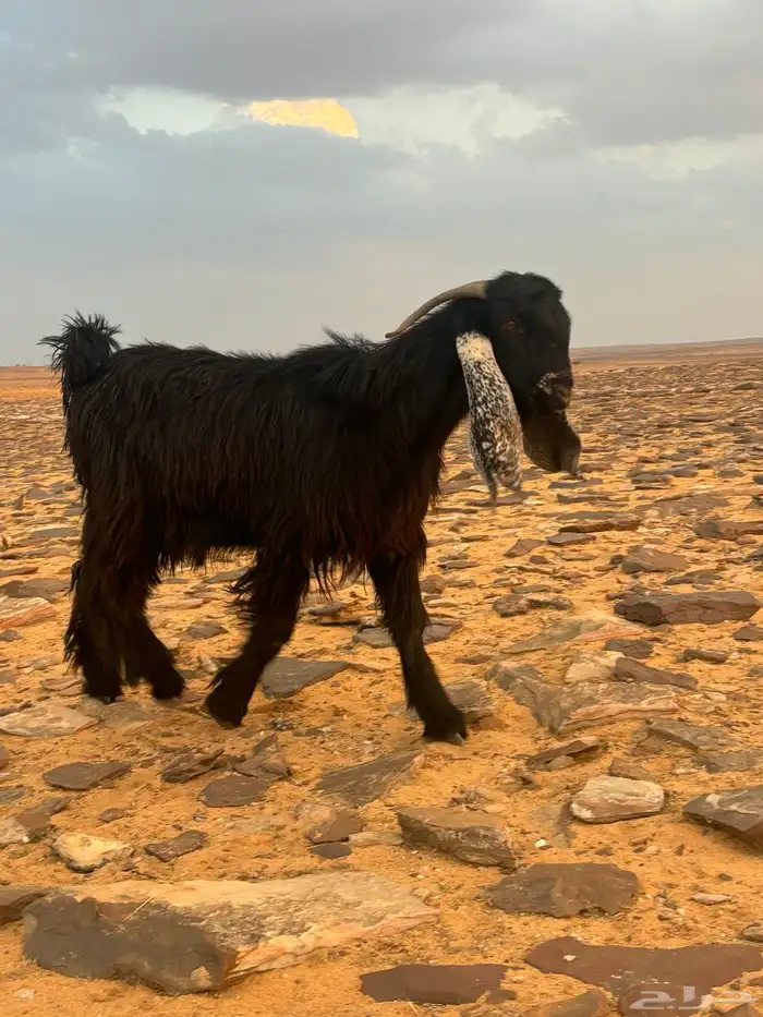 تيوس للبيع 0