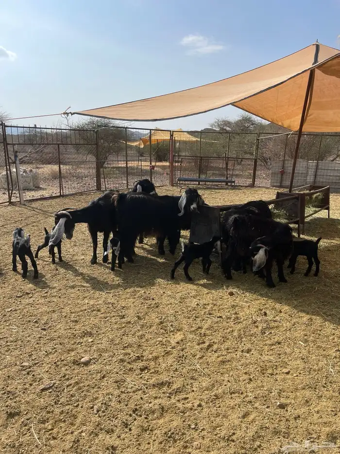 معزا ( تم البيع ) 3