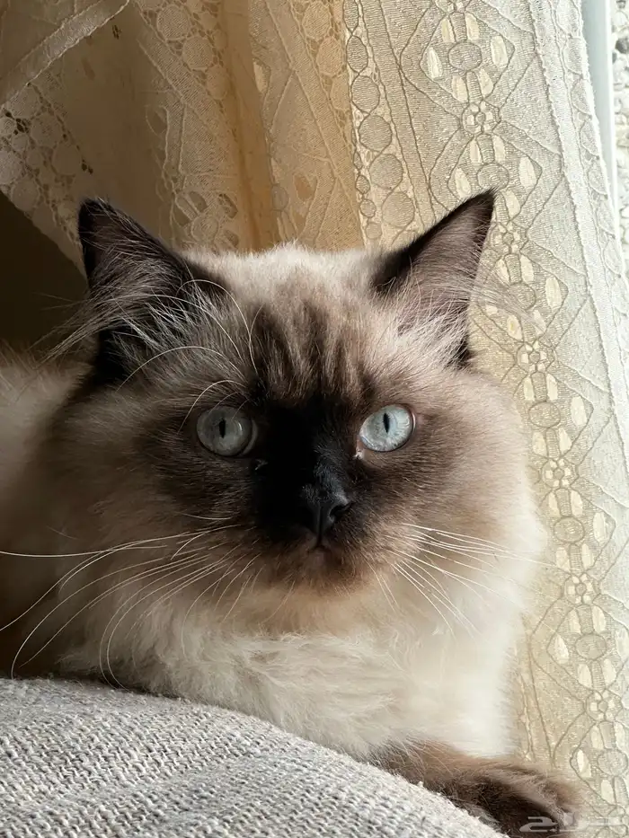 للبيع 700 ريال قط هملايا ذكر معقم 1