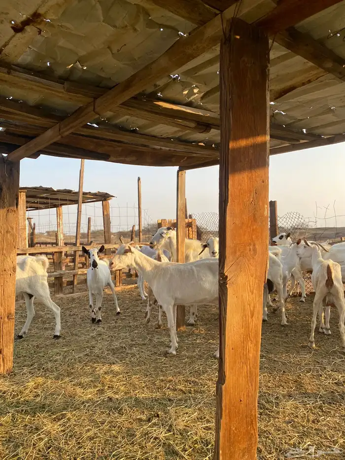 للبيع معزا بيشيات بالفحل دفيع ومضاريع 3