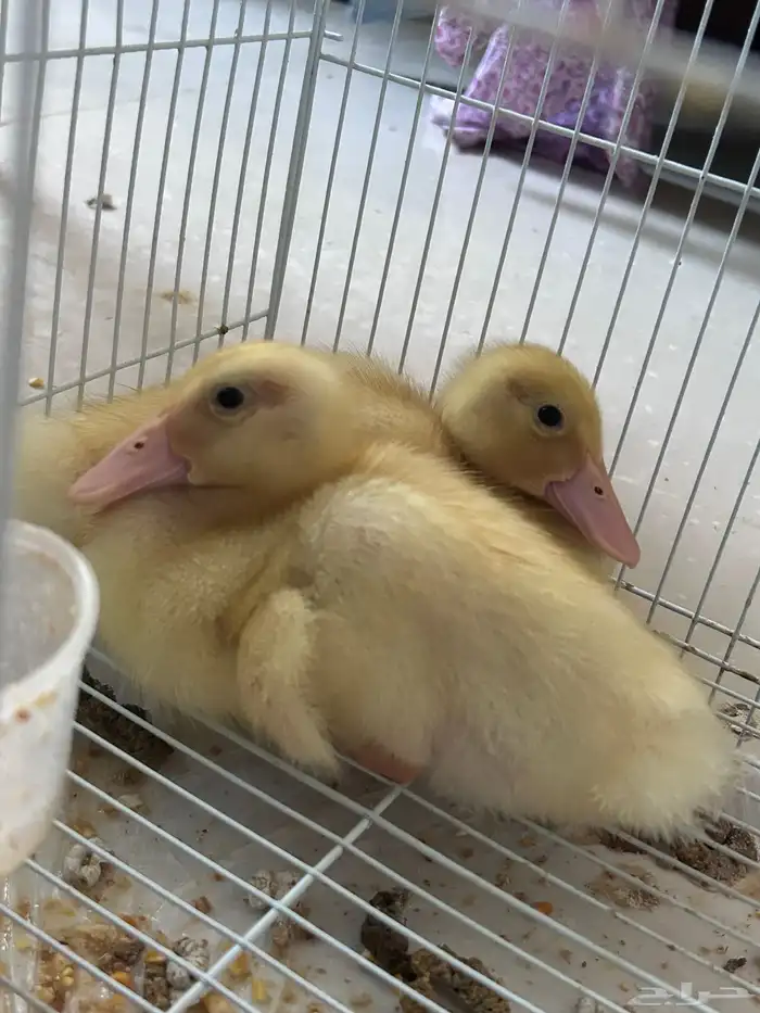 بط صغير للبيع 0