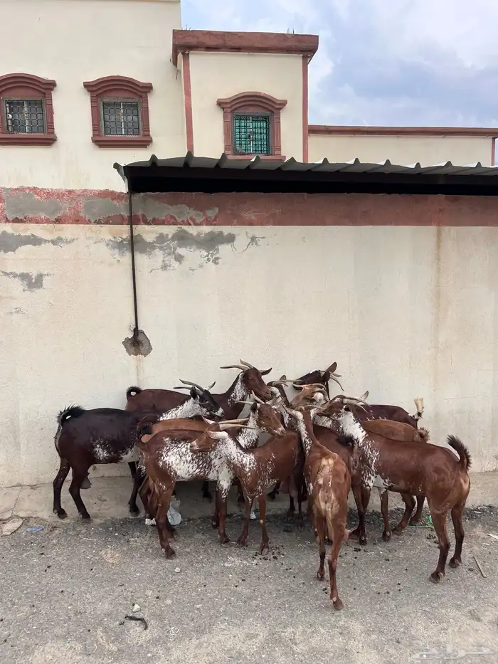 غنم وشح دهم 0