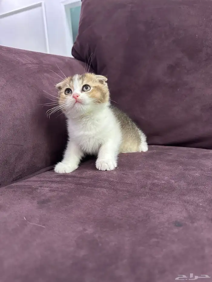 كيتن للبيع اناث وذكوره 7