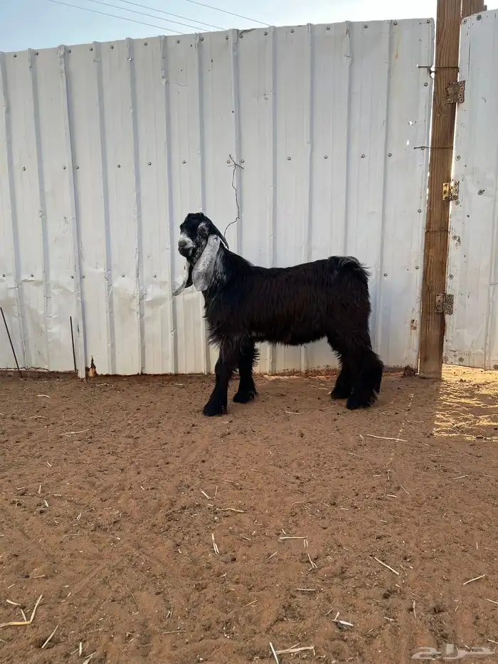 جذع فحل عارضي(تم البيع) 1