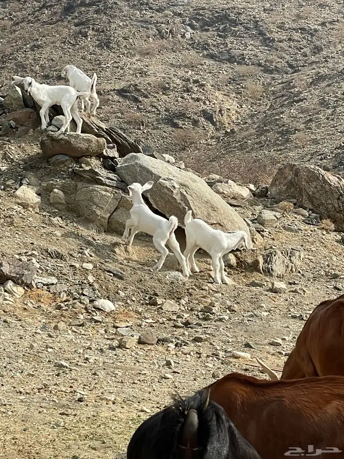 معزا خلفات للبيع 0