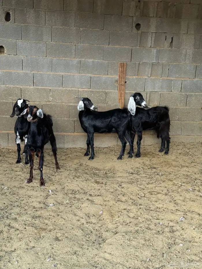 جفار من حلالي نظيفه 6