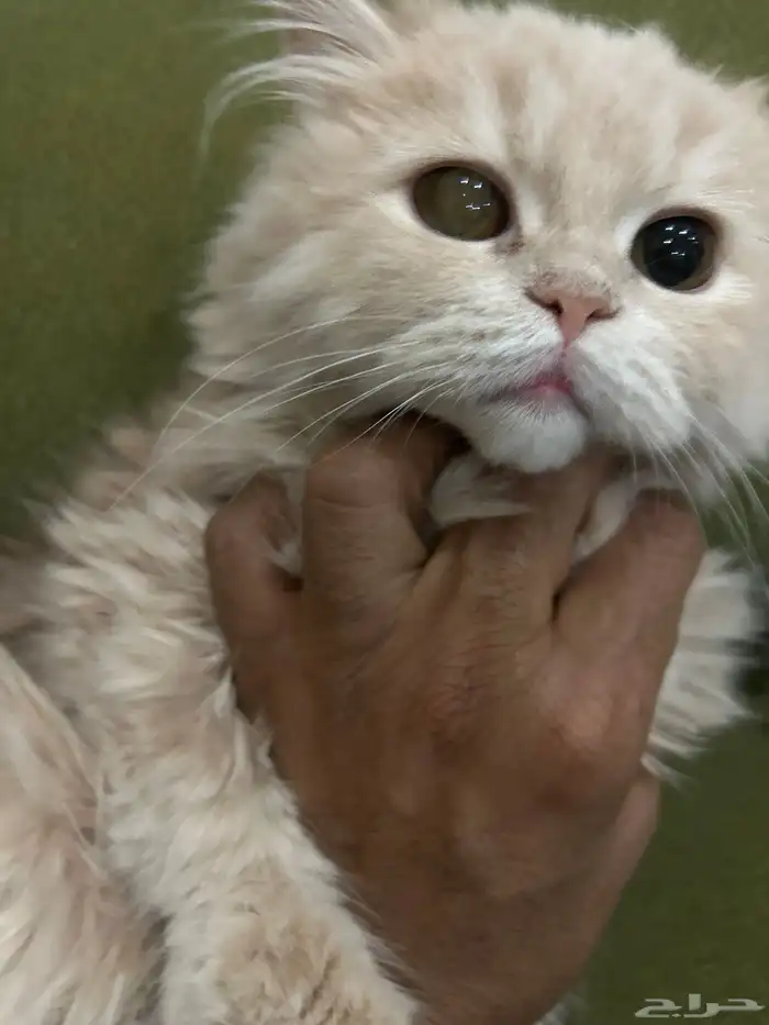 قطة نادرة شيرازي امريكي 4