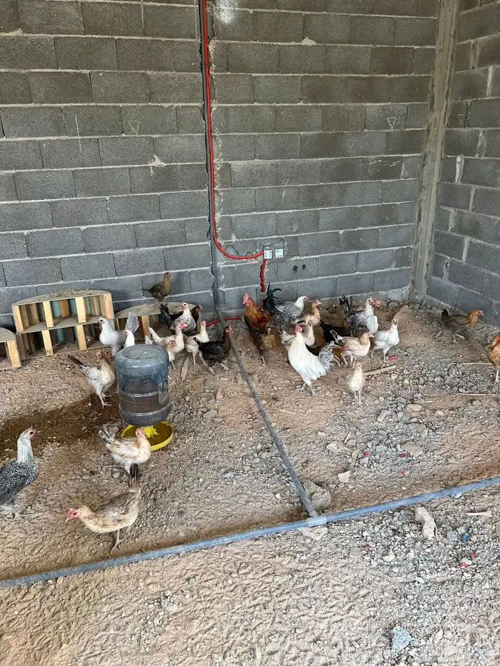 دجاج بلدي لبيع 0