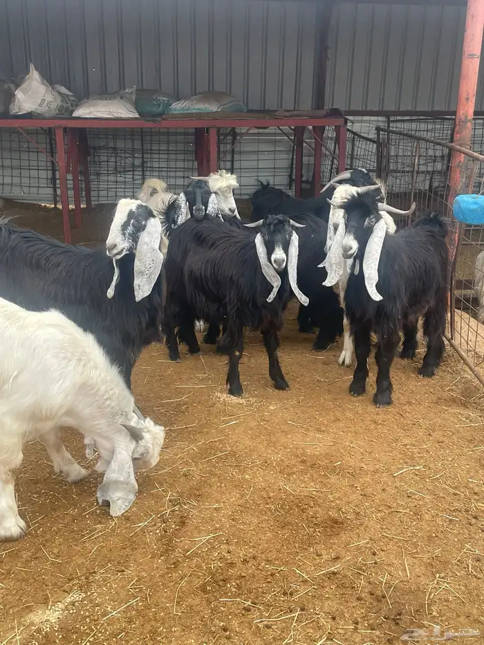 تيوس مخاصي 3