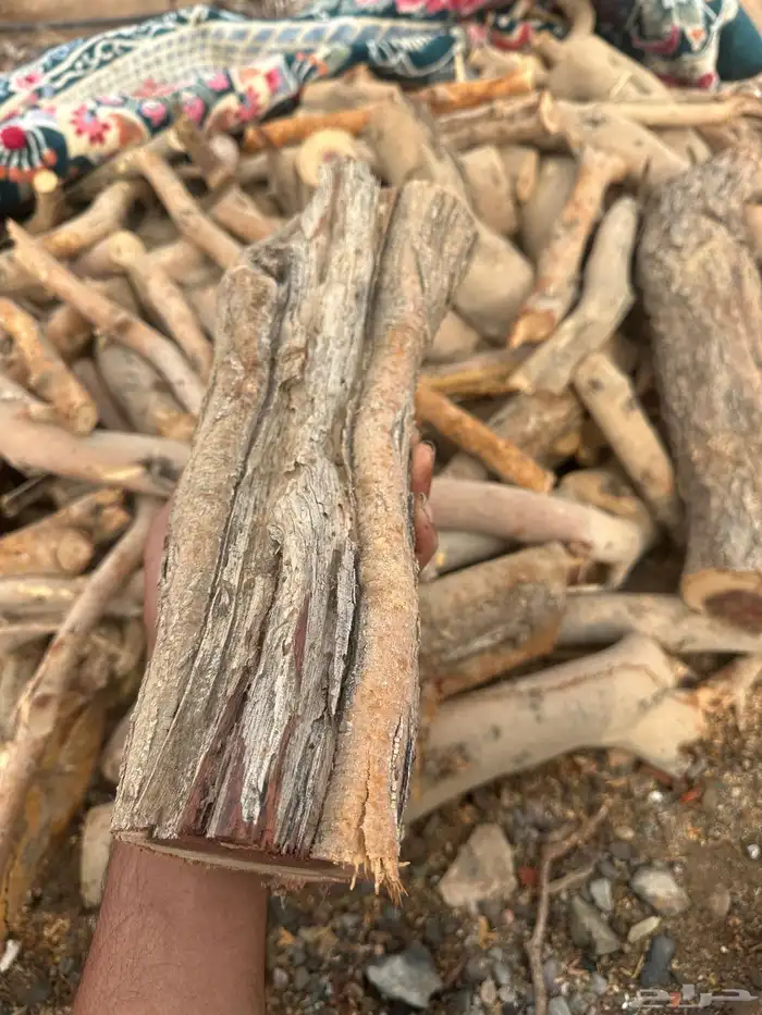 حطب سمر 0
