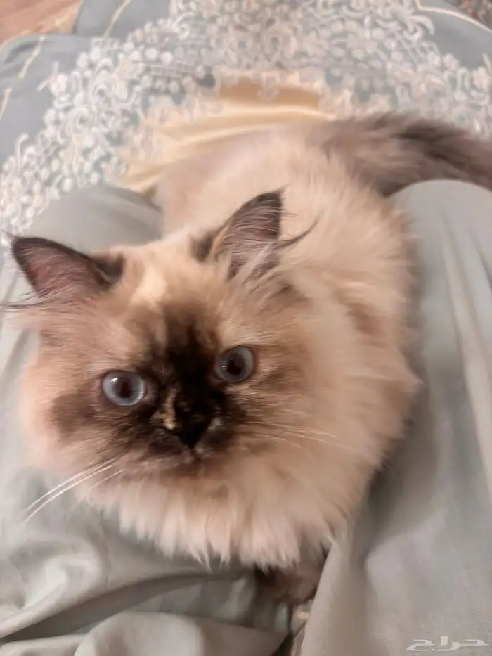 قطة مفقوده من شهر وانا ابحث عنها في العرفاء 0