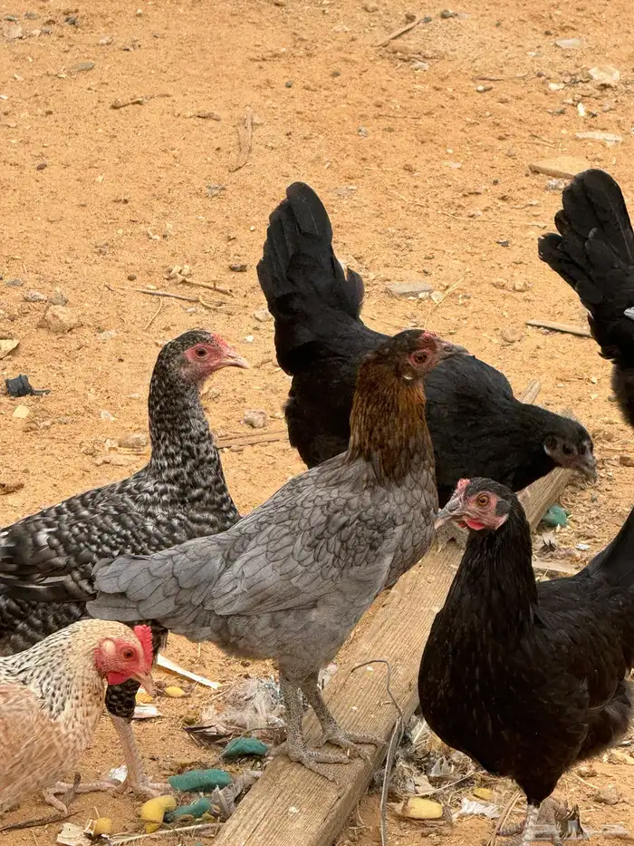 دجاج للبيع 3