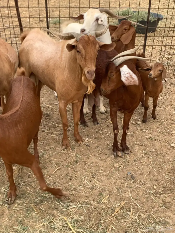 للبيع معزا جفار بيشيات برص ومعزا دهم 4