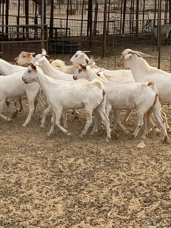 للبيع معزا جفار بيشيات برص ومعزا دهم 19