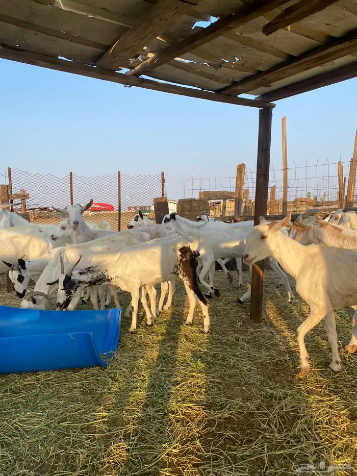 للبيع معزا بيشيات بالفحل دفيع ومضاريع 20