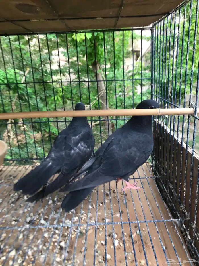 صنعاني اصيل شيبه صوت ناعم وحجم صغير 29