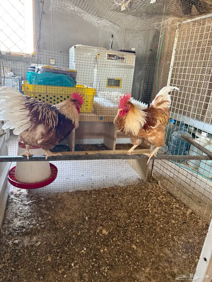 ديوك لوهمان 0