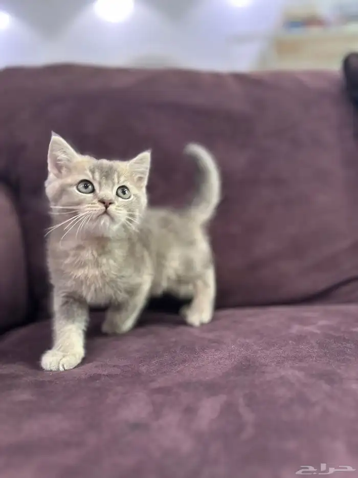 كيتن للبيع اناث وذكوره 3