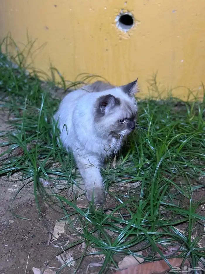 حي الاثايبة الشمالي 3